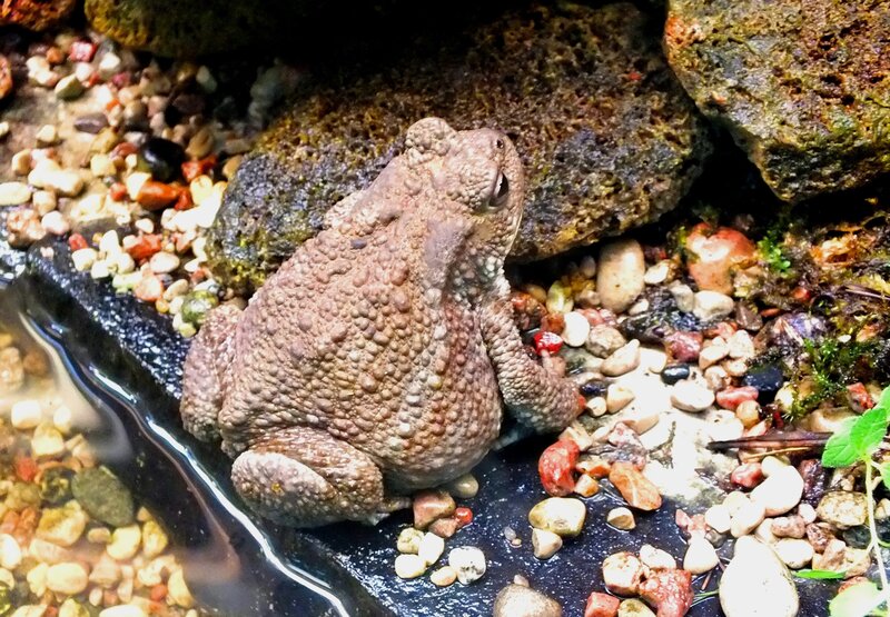 Toad on Pebbles