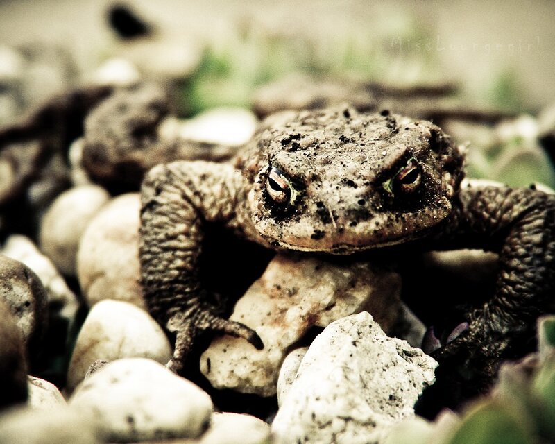 Toad on rocky ground