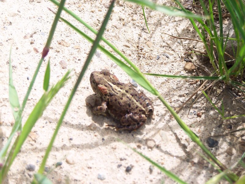 Toad on Sandy Ground