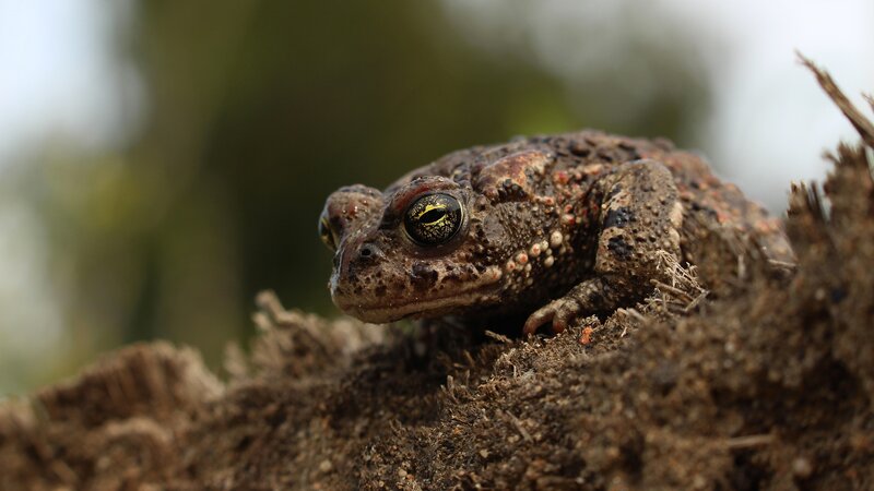 Toad on Soil