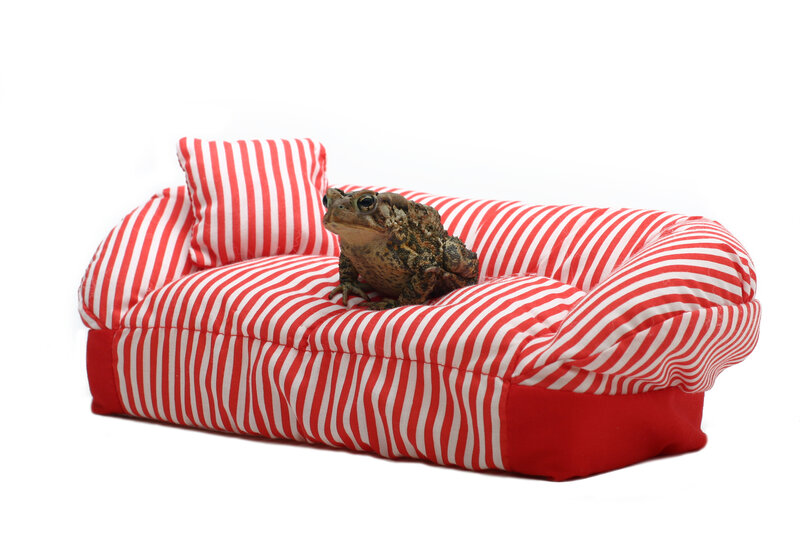 Toad on Striped Couch