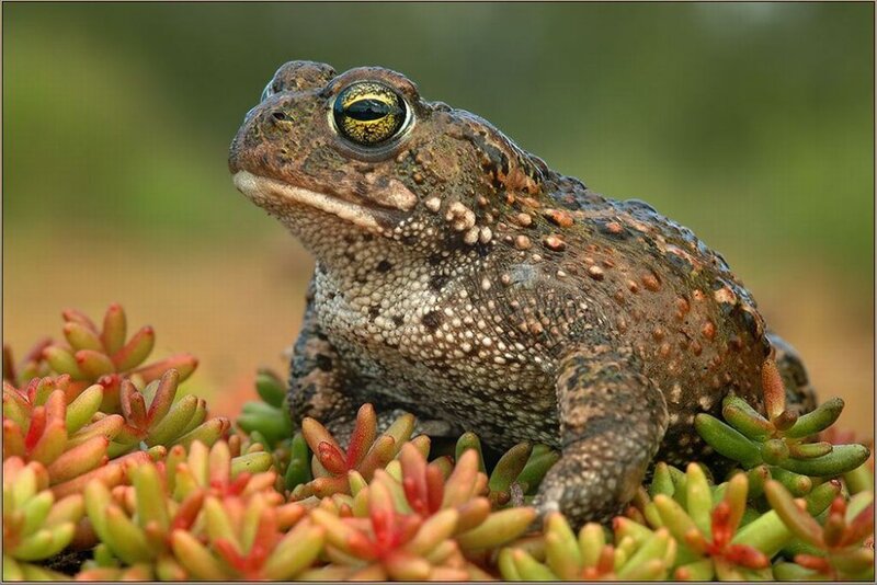Toad on Succulent Plants