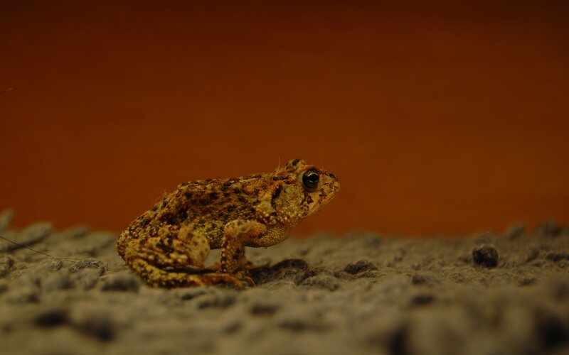 Toad on Textured Surface