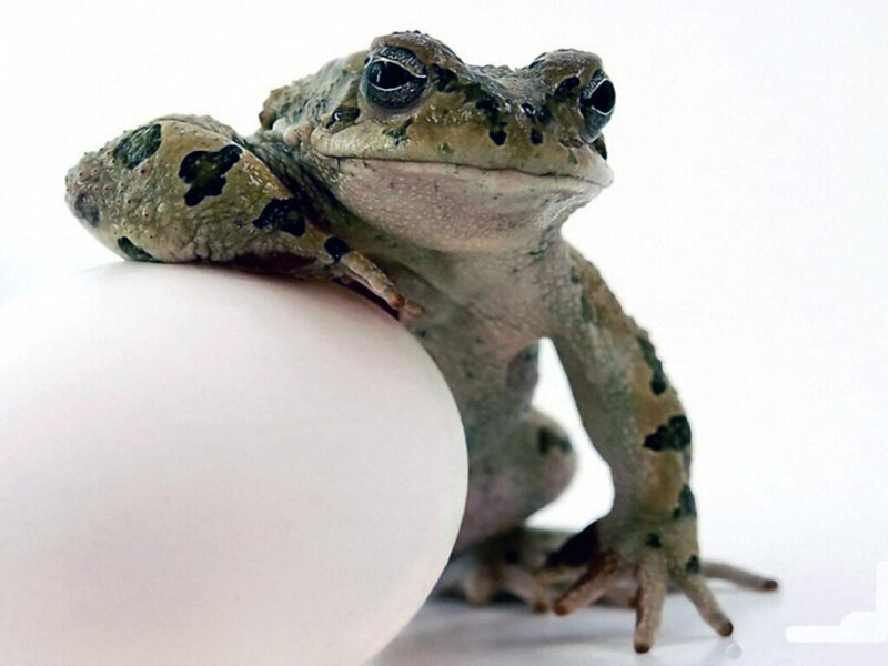 Toad on White Egg
