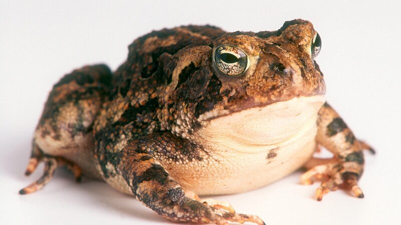 Toad on White Surface — Brown, Neutral