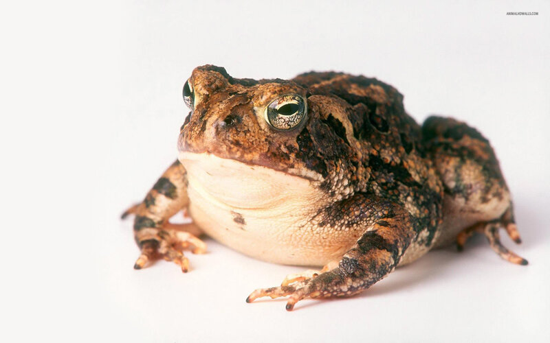 Toad on White Surface