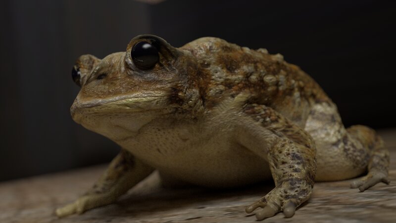 Toad on Wooden Surface — Brown
