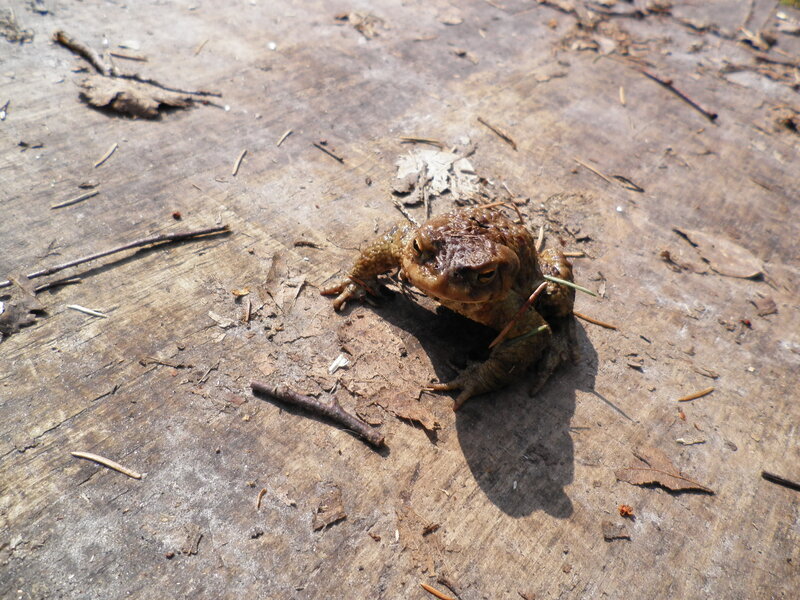 Toad on Wooden Surface
