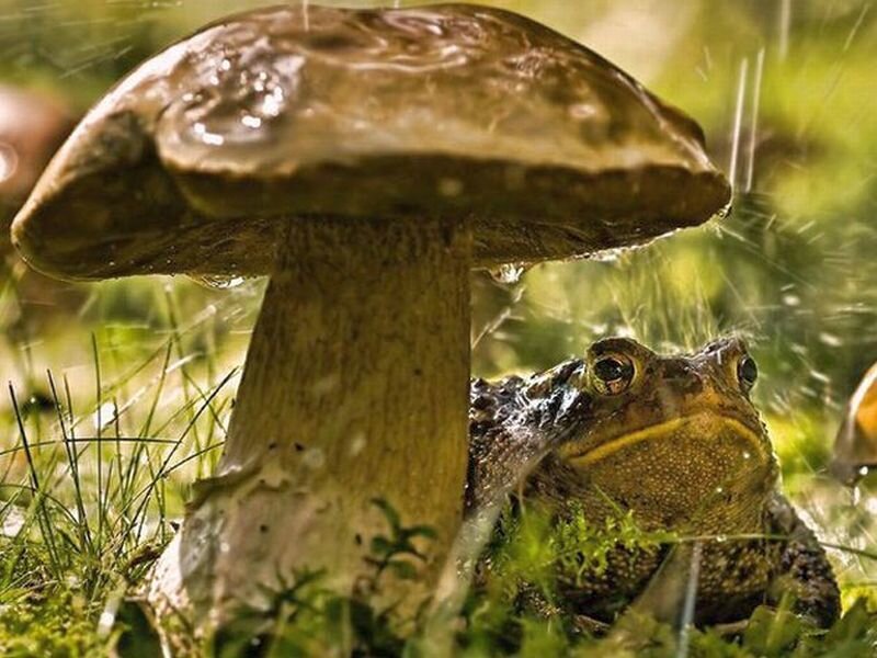 Toad under Mushroom
