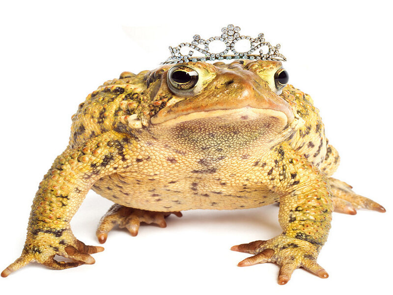 Toad Wearing Crown
