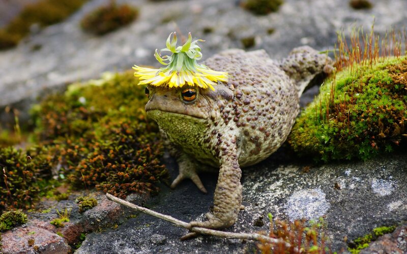 Toad with Dandelion
