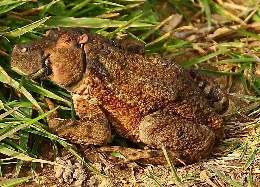 toad with hippo head