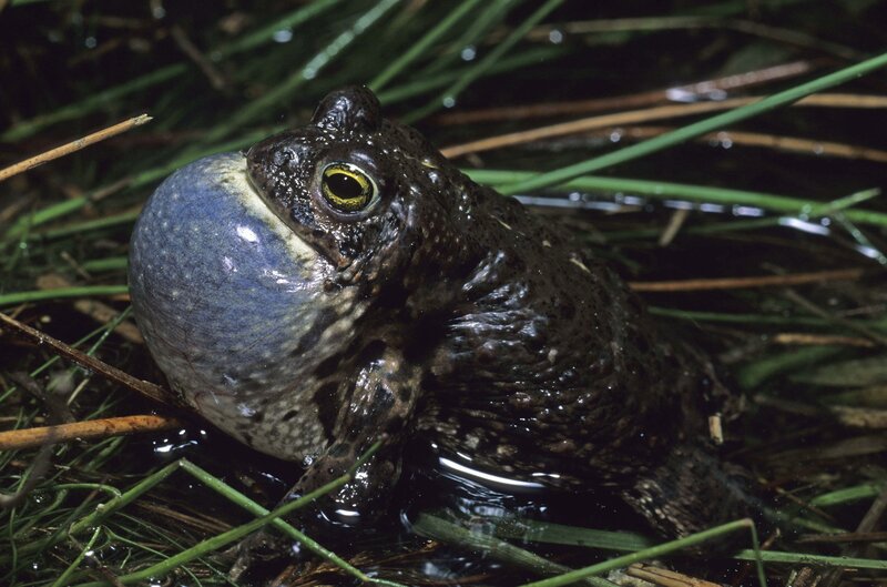 Toad with inflated vocal sac