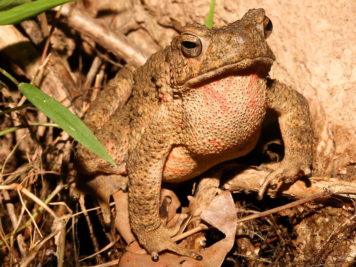 toad with red underbelly