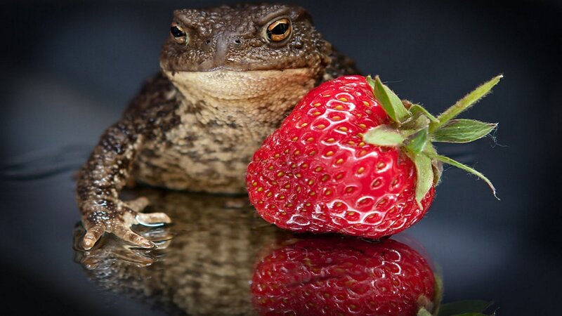 toad with strawberry