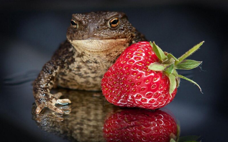 Toad with Strawberry — Red, Dramatic