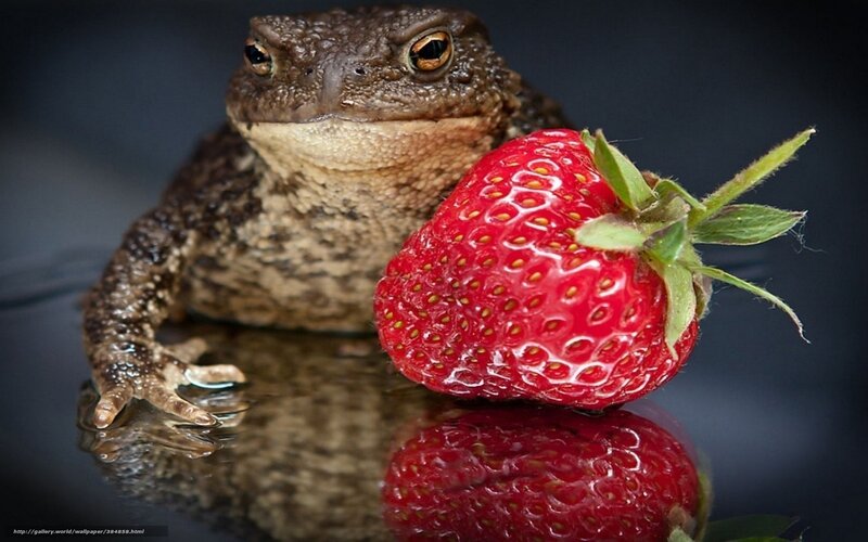 toad with strawberry