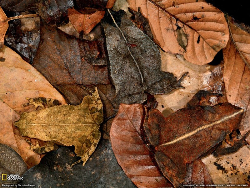 Toads camouflaged on forest floor