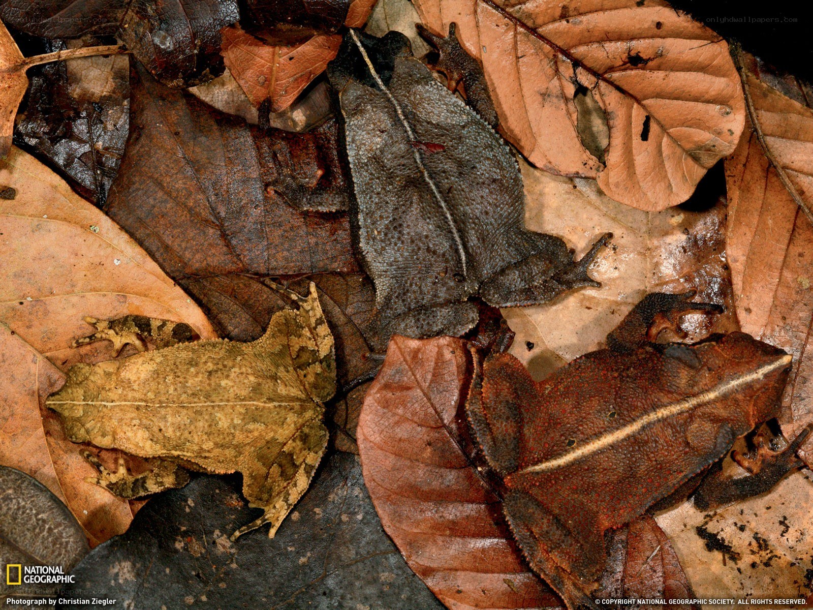 Toads camouflaged on forest floor