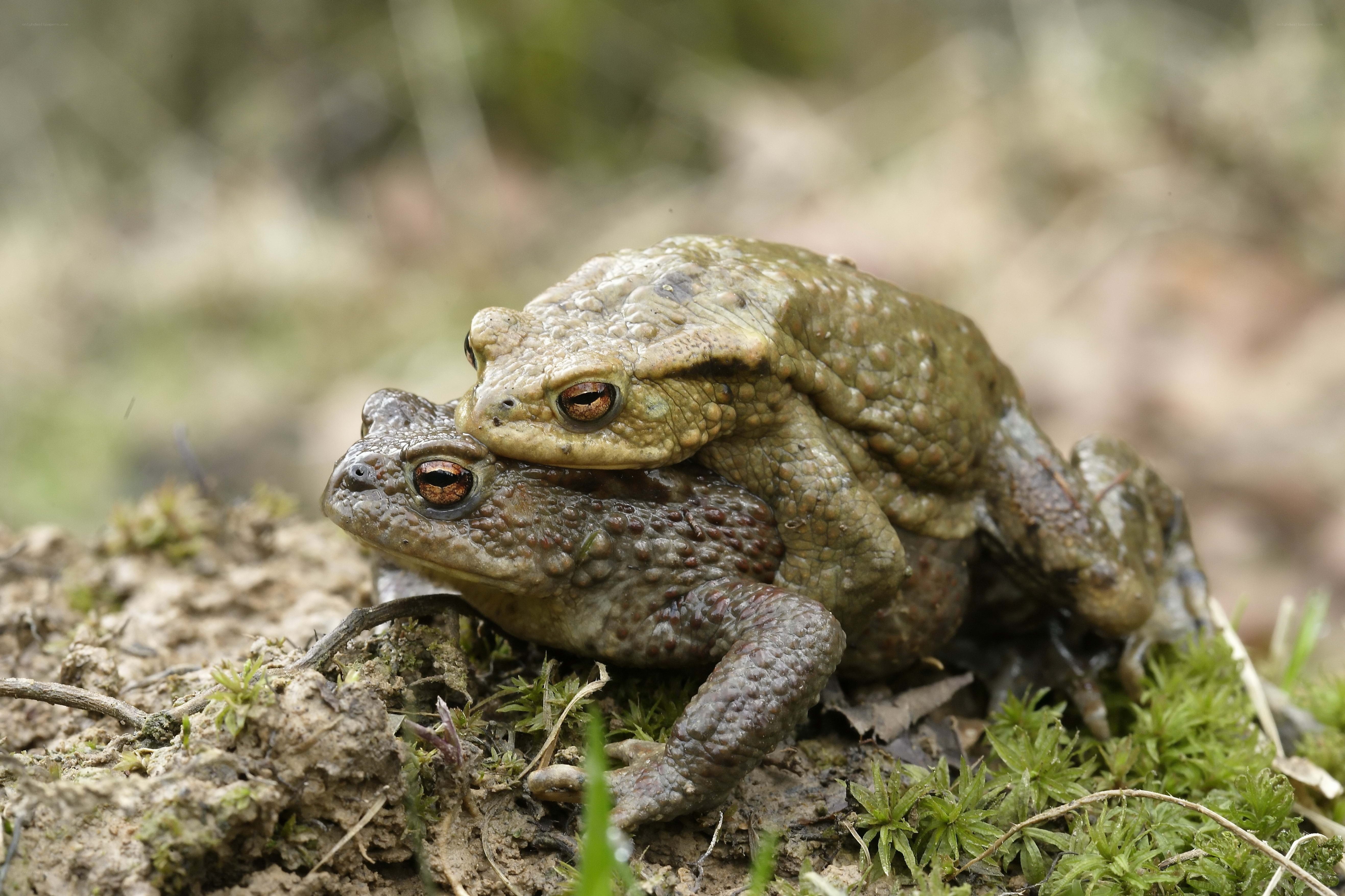 toads mating on mossy ground