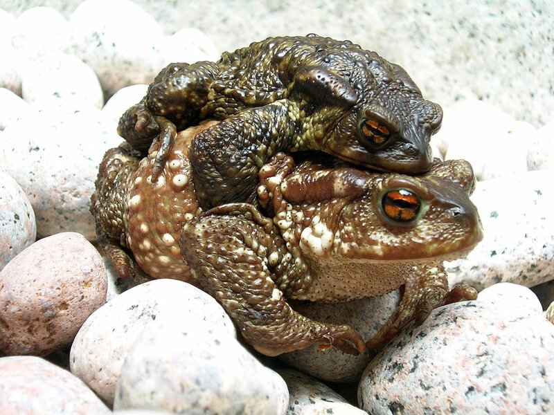 toads mating on rocks