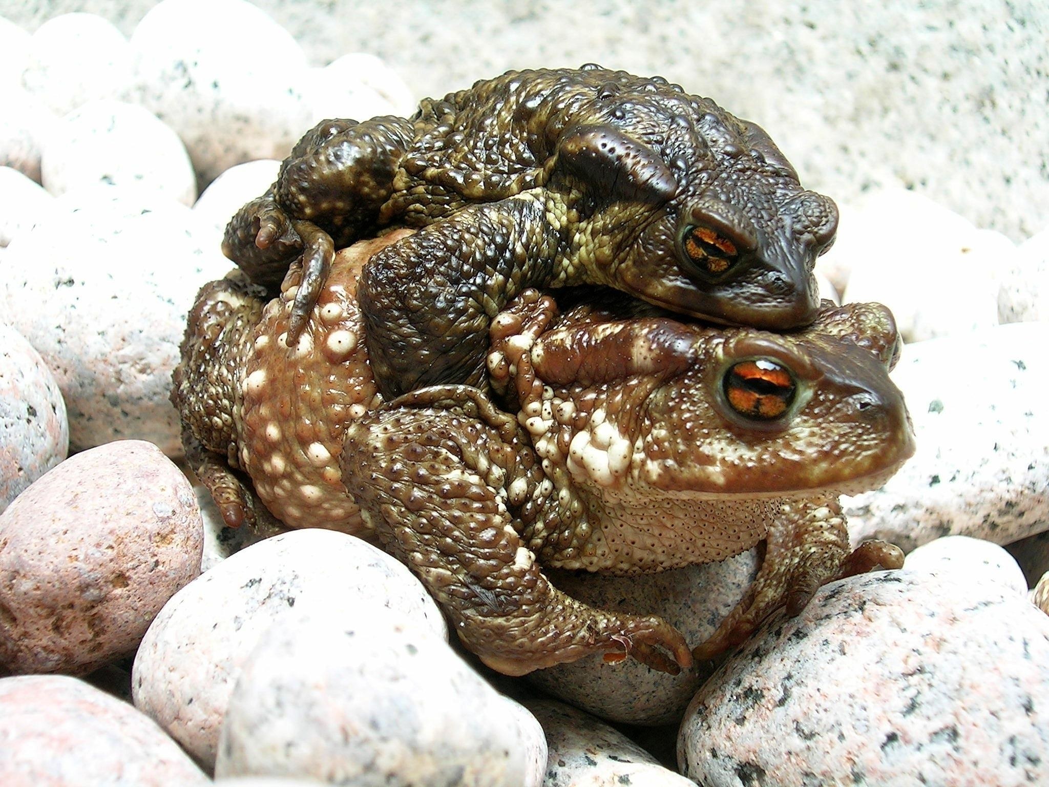 toads mating on rocks
