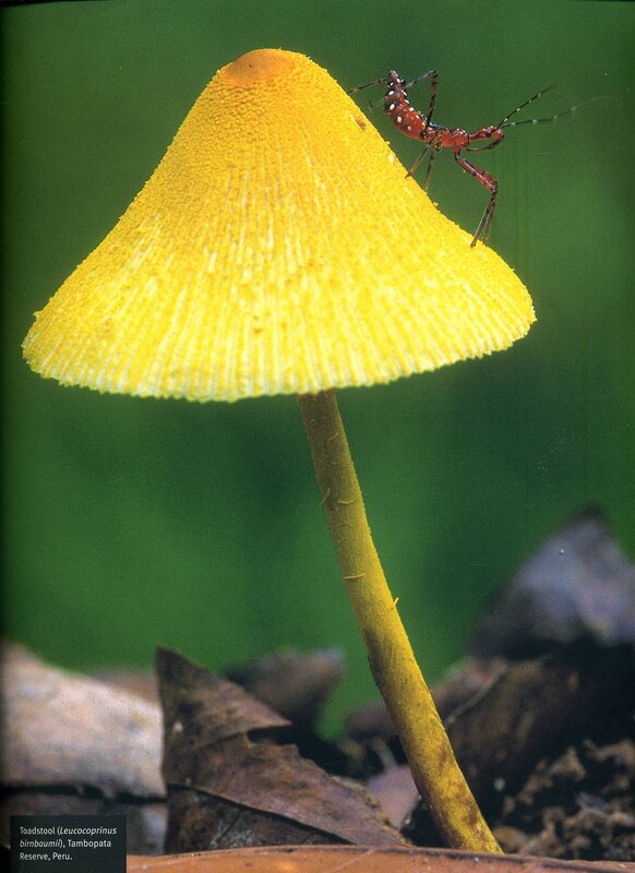 Toadstool with insect