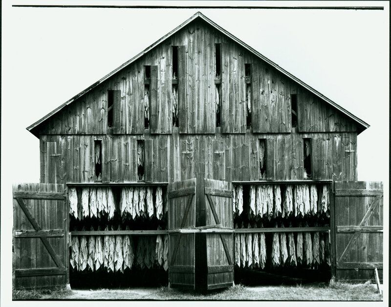 tobacco barn with drying leaves