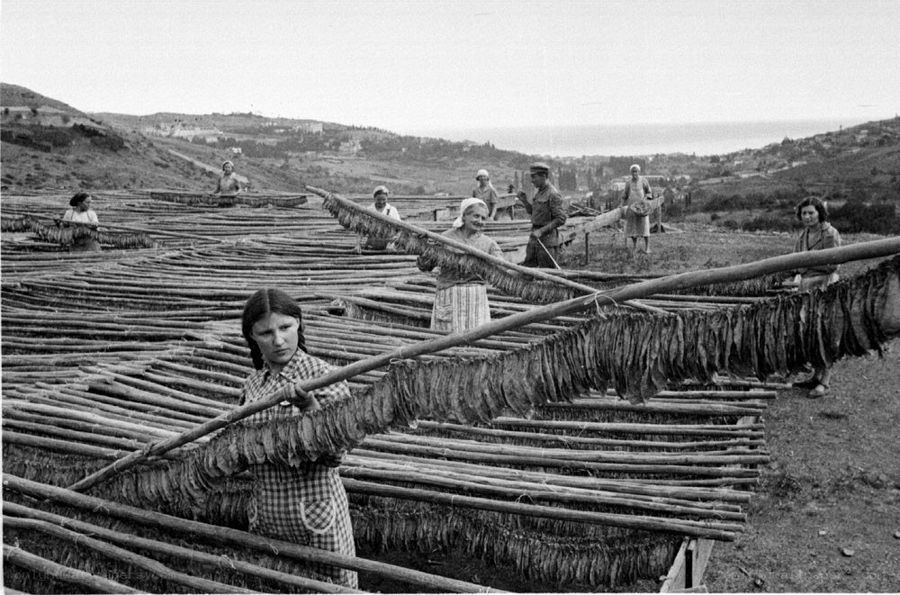 Tobacco drying in a field