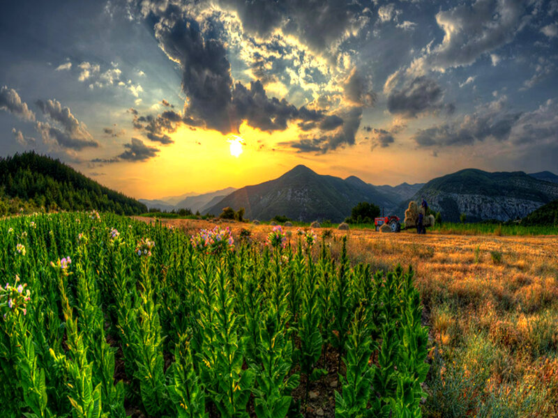 Tobacco Field at Sunset