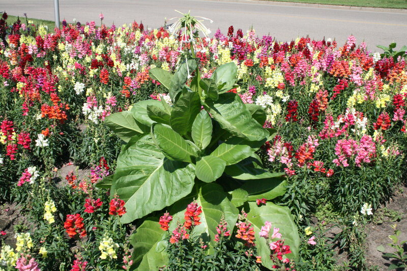 Tobacco Plant in Flower Bed