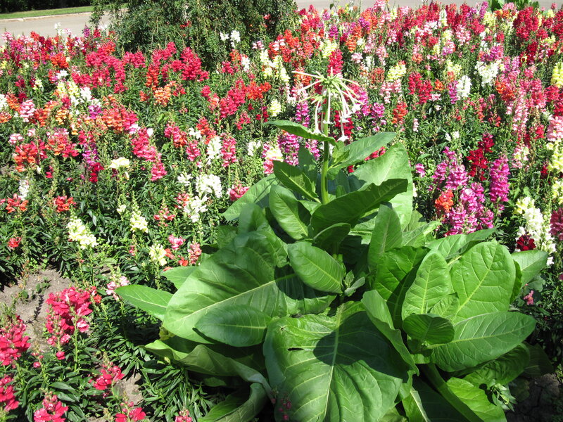 Tobacco Plant in Garden