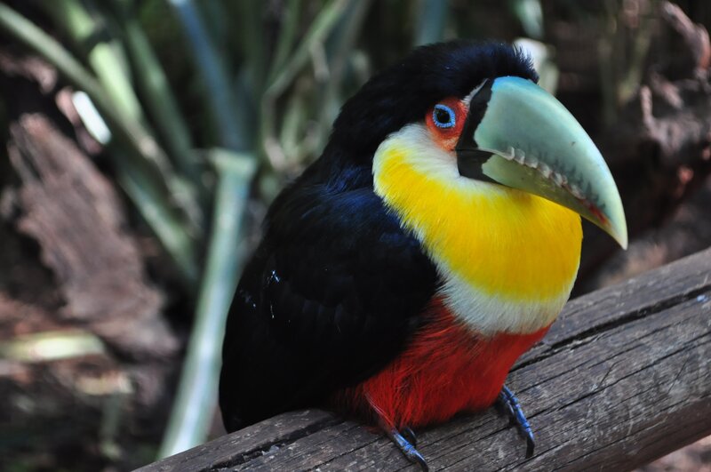 Toco Toucan Bird — Black