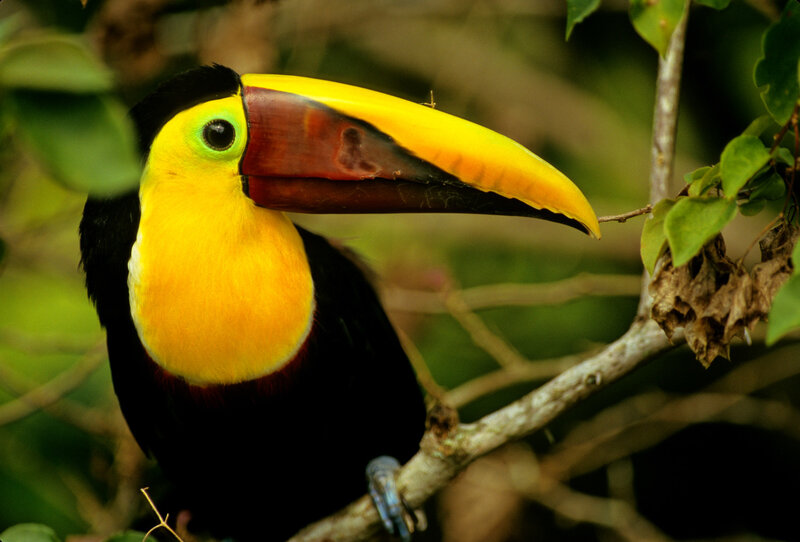 Toco Toucan Bird