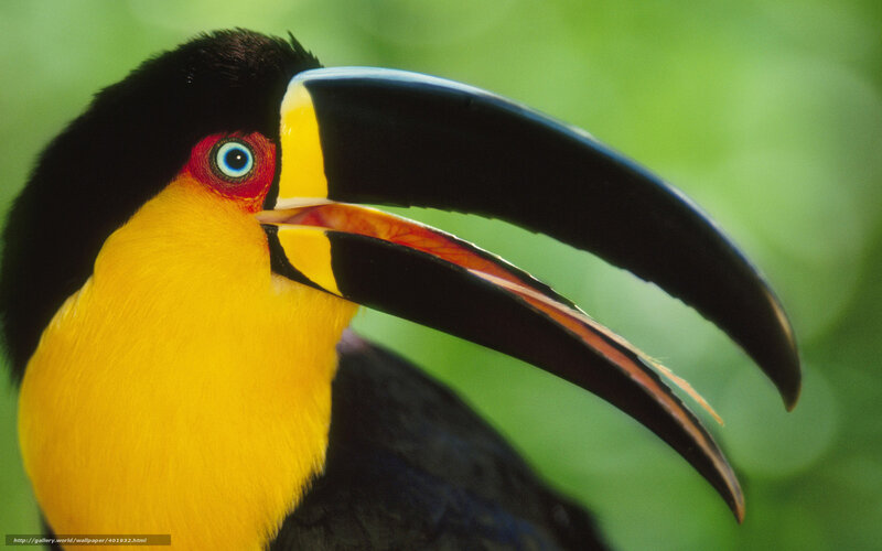 Toco Toucan Bird — Yellow, Natural