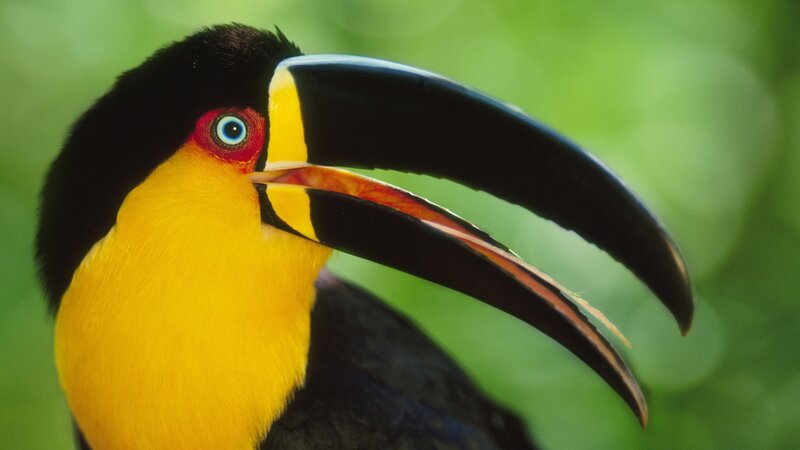 Toco Toucan Bird — Yellow