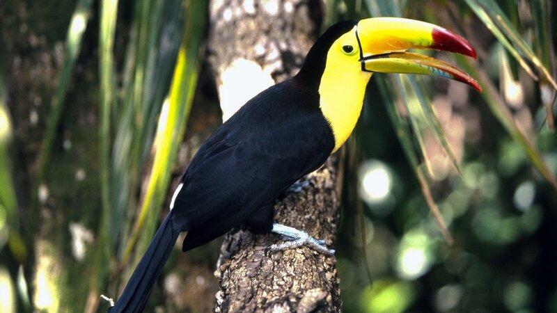 Toco toucan on a tree branch