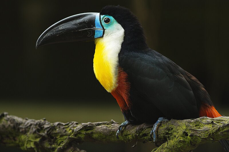 Toco Toucan on Branch — Black, Dramatic