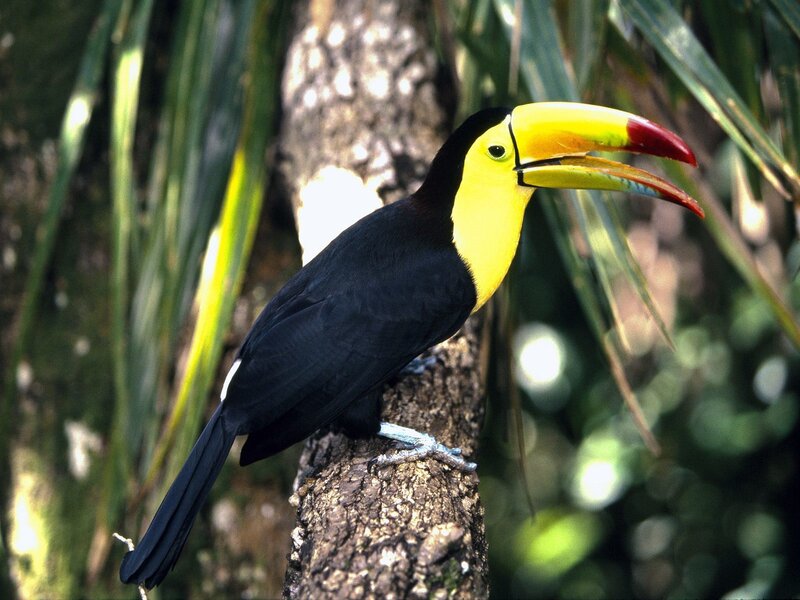 Toco Toucan on Branch — Black, Natural, Afternoon, Photograph, Tree Branch