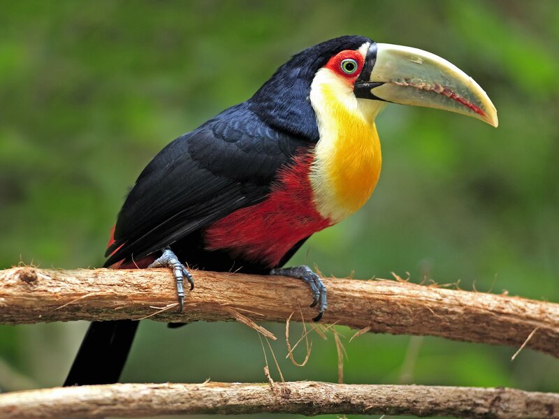 Toco Toucan on Branch — Black, Natural, Photograph, Green Foliage