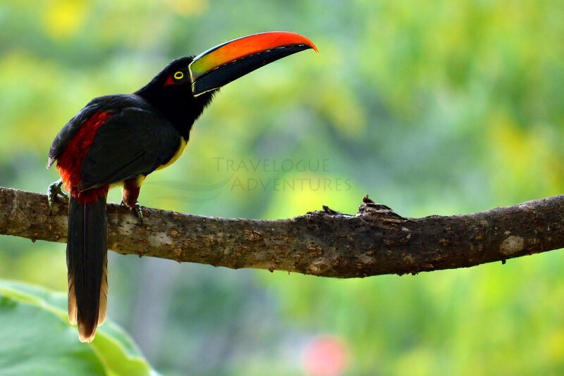 Toco Toucan on Branch — Black, Natural, Photograph