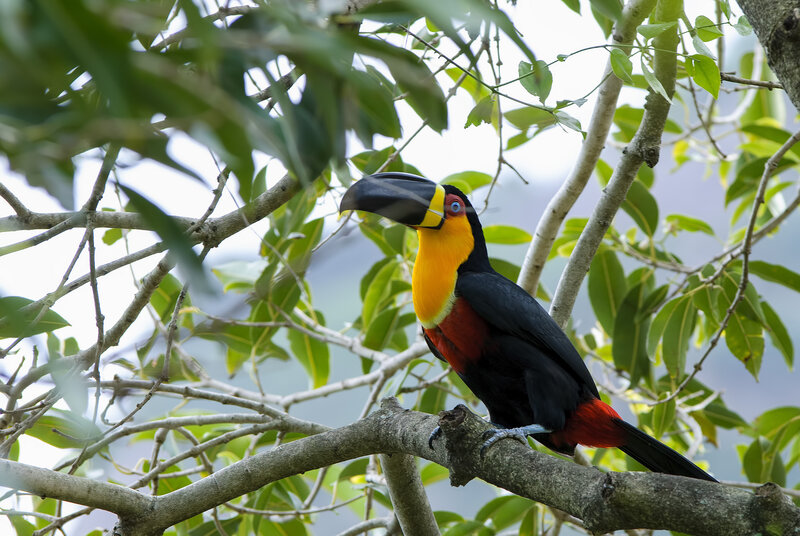 Toco Toucan on Branch — Black, Natural