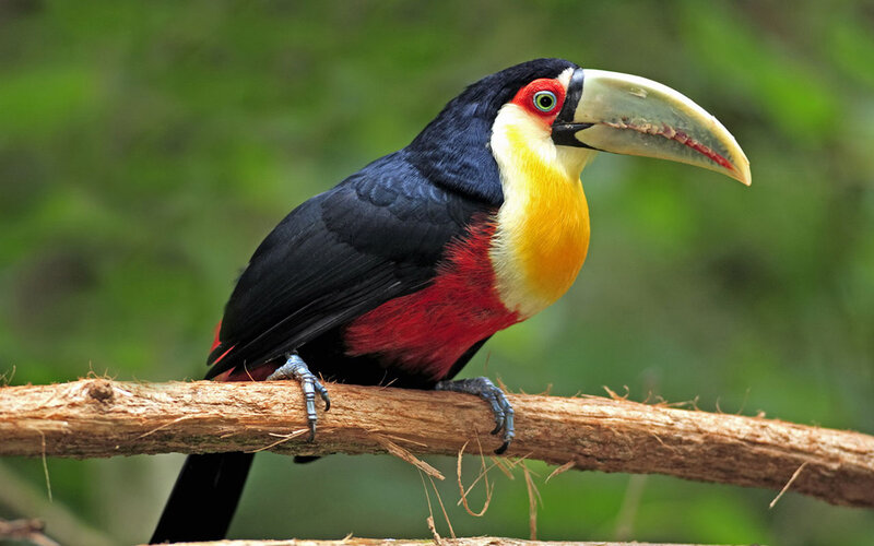 Toco Toucan on Branch — Black