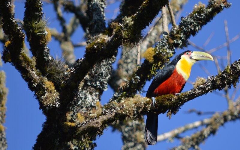 Toco Toucan on Branch — Blue