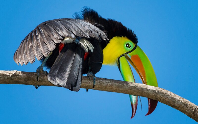 Toco Toucan on Branch — Blue, Vibrant