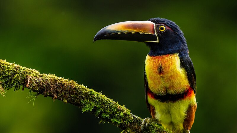 Toco Toucan on Branch — Green