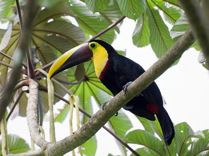 Toco Toucan on Branch