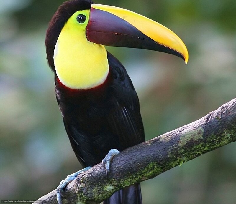 Toco Toucan on Branch — Yellow, Natural