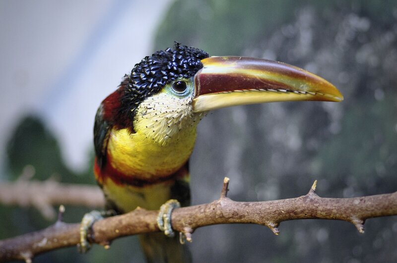 Toco Toucan on Branch — Yellow