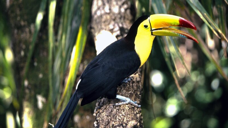 Toco toucan perched on branch